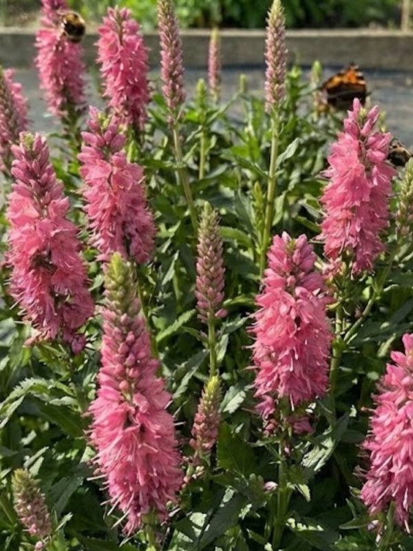Veronica spicata 'Pink Goblin'4 Veronica spicata 'Pink Goblin'