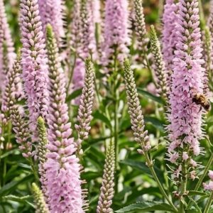 Veronica x media First Choice