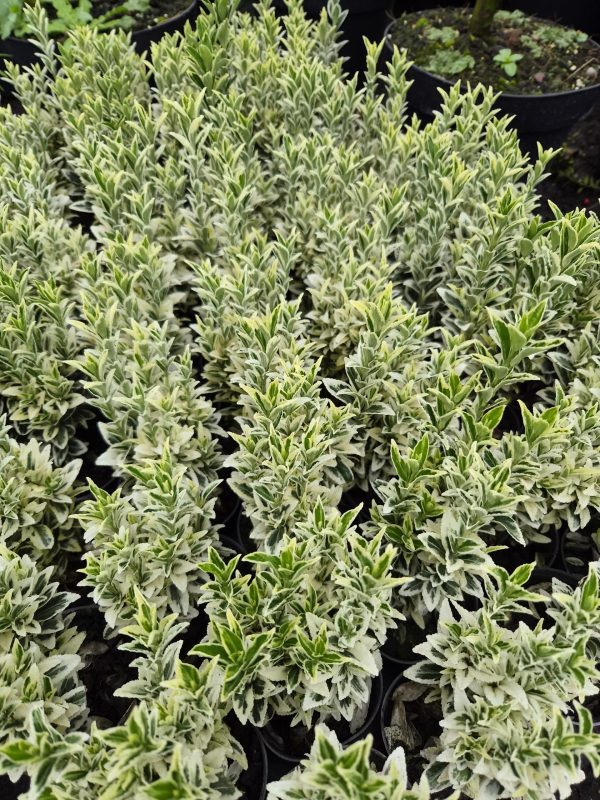 Euonymus japonicus 'White Spire'