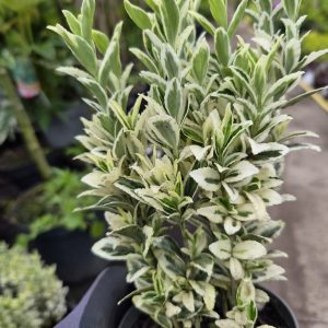Euonymus japonicus 'White Spire' is a compact, upright evergreen shrub with attractive green and cream foliage that provides year-round structure and colour. Its neat habit makes it ideal for low hedging, borders, and containers. Best Planting Time Spring: Plant Euonymus japonicus 'White Spire' in spring when the soil is beginning to warm, allowing roots to establish before active growth. Early Autumn: Early autumn is also an excellent planting time, helping the root system settle before the colder months. Site Selection Sunlight: Euonymus japonicus 'White Spire' thrives in full sun or partial shade. A bright position will help maintain strong foliage colour throughout the year. Soil: Moist, well-drained soil is ideal. Improve heavy or poor soils with compost or organic matter before planting. Planting Instructions Prepare the Hole: Dig a hole twice the width and the same depth as the root ball. Soil Preparation: Mix compost or well-rotted organic matter into the excavated soil to improve structure and drainage. Planting: Position Euonymus japonicus 'White Spire' so the top of the root ball sits level with the surrounding soil, then backfill gently and firm lightly. Watering After Planting: Water thoroughly after planting to help settle the soil and encourage strong root establishment. Watering Requirements Growing Season: Water regularly during dry periods, especially while plants are becoming established. Established Plants: Once mature, Euonymus japonicus 'White Spire' is relatively low maintenance but benefits from occasional deep watering in prolonged dry conditions. Feeding Spring: Apply a balanced fertiliser in spring to encourage healthy foliage and steady growth. Container Plants: Plants grown in containers may benefit from an additional light feed during the growing season. Pruning Shaping: Trim lightly to maintain a neat, upright shape and encourage dense growth. Maintenance: Euonymus japonicus 'White Spire' is slow growing, making it easy to manage as a formal low hedge or border plant. Mulching Spring: Apply organic mulch around the base to help retain moisture and suppress weeds. Seasonal Care: Mulching also improves soil quality over time and supports healthy root development. Supporting the Plant Natural Habit: Euonymus japonicus 'White Spire' naturally forms a tidy, upright shape and does not usually require staking or additional support. Final Tips Euonymus japonicus 'White Spire'
