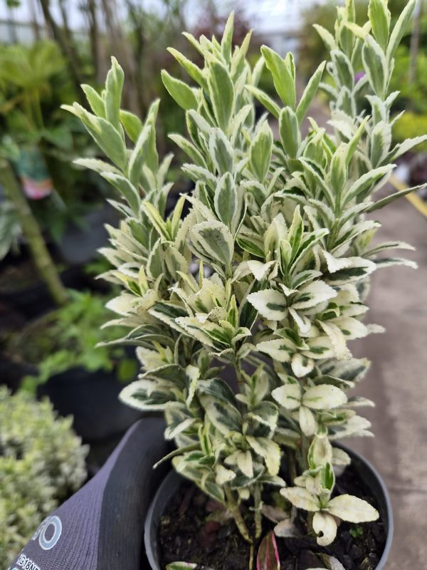 Euonymus japonicus 'White Spire' is a compact, upright evergreen shrub with attractive green and cream foliage that provides year-round structure and colour. Its neat habit makes it ideal for low hedging, borders, and containers. Best Planting Time Spring: Plant Euonymus japonicus 'White Spire' in spring when the soil is beginning to warm, allowing roots to establish before active growth. Early Autumn: Early autumn is also an excellent planting time, helping the root system settle before the colder months. Site Selection Sunlight: Euonymus japonicus 'White Spire' thrives in full sun or partial shade. A bright position will help maintain strong foliage colour throughout the year. Soil: Moist, well-drained soil is ideal. Improve heavy or poor soils with compost or organic matter before planting. Planting Instructions Prepare the Hole: Dig a hole twice the width and the same depth as the root ball. Soil Preparation: Mix compost or well-rotted organic matter into the excavated soil to improve structure and drainage. Planting: Position Euonymus japonicus 'White Spire' so the top of the root ball sits level with the surrounding soil, then backfill gently and firm lightly. Watering After Planting: Water thoroughly after planting to help settle the soil and encourage strong root establishment. Watering Requirements Growing Season: Water regularly during dry periods, especially while plants are becoming established. Established Plants: Once mature, Euonymus japonicus 'White Spire' is relatively low maintenance but benefits from occasional deep watering in prolonged dry conditions. Feeding Spring: Apply a balanced fertiliser in spring to encourage healthy foliage and steady growth. Container Plants: Plants grown in containers may benefit from an additional light feed during the growing season. Pruning Shaping: Trim lightly to maintain a neat, upright shape and encourage dense growth. Maintenance: Euonymus japonicus 'White Spire' is slow growing, making it easy to manage as a formal low hedge or border plant. Mulching Spring: Apply organic mulch around the base to help retain moisture and suppress weeds. Seasonal Care: Mulching also improves soil quality over time and supports healthy root development. Supporting the Plant Natural Habit: Euonymus japonicus 'White Spire' naturally forms a tidy, upright shape and does not usually require staking or additional support. Final Tips Euonymus japonicus 'White Spire'