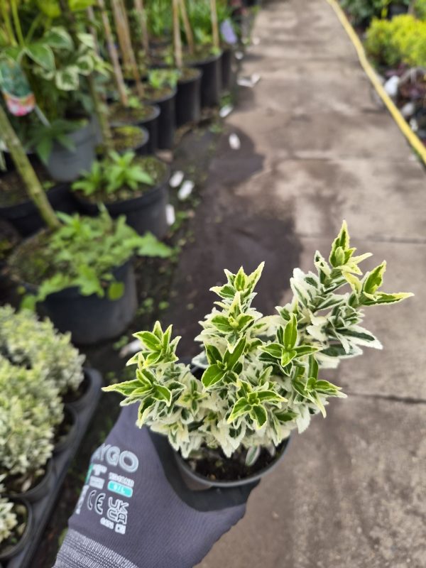 Euonymus japonicus 'White Spire'