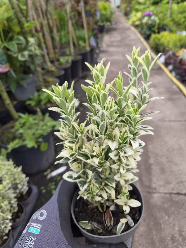 Euonymus japonicus 'White Spire'