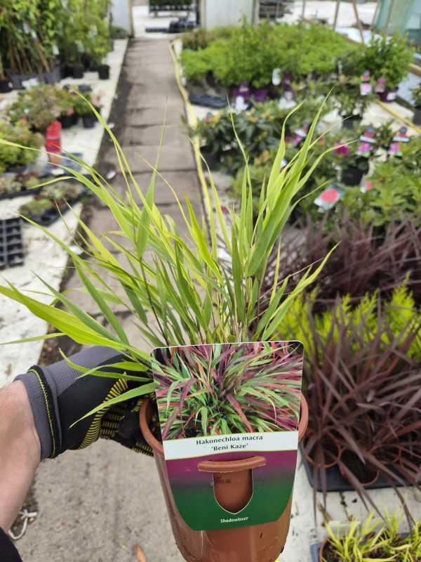 Hakonechloa macra 'Beni-kaze'