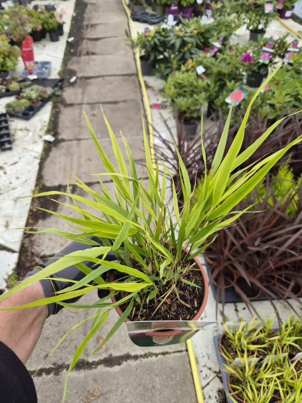 Hakonechloa macra 'Beni-kaze'
