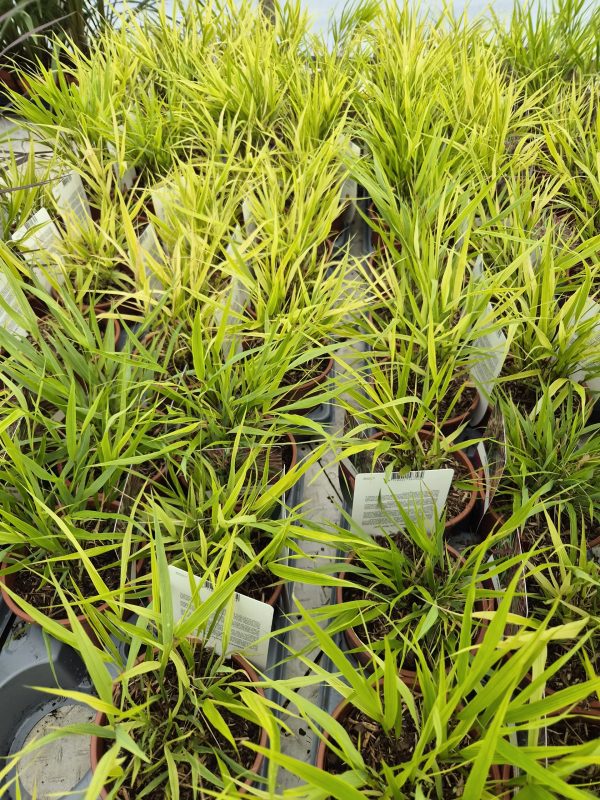 Hakonechloa macra 'Beni-kaze'