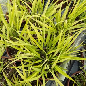 Hakonechloa macra 'Beni-kaze'