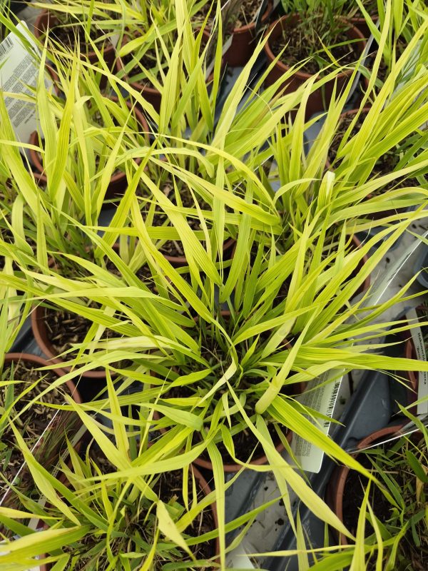 Hakonechloa macra 'Beni-kaze'