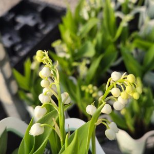Convallaria majalis (Lily of the Valley)