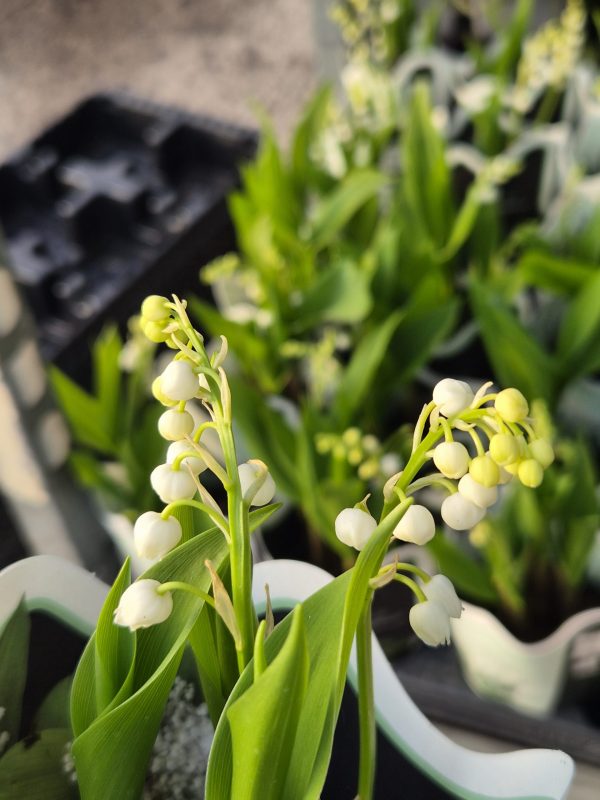Convallaria majalis (Lily of the Valley)