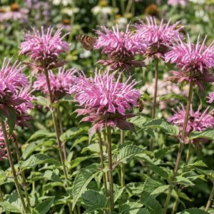 Monarda 'Croftway Pink'
