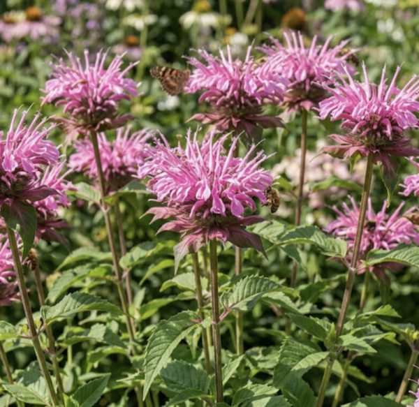 Monarda 'Croftway Pink'