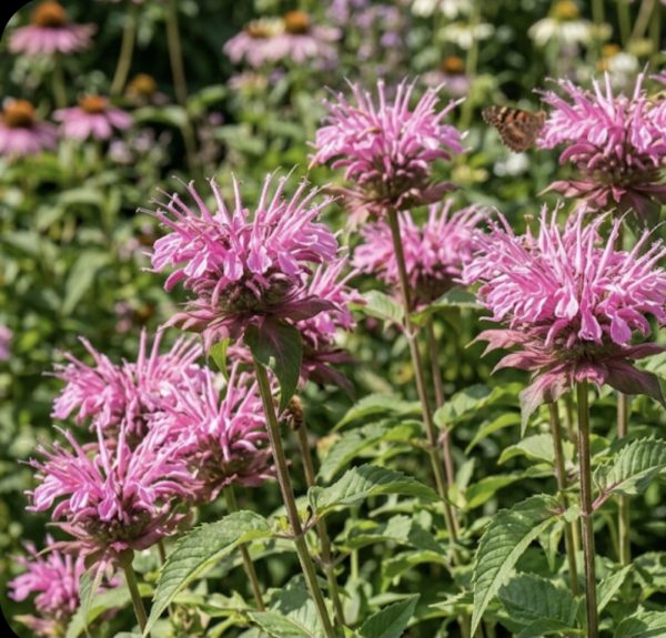 Monarda 'Croftway Pink'