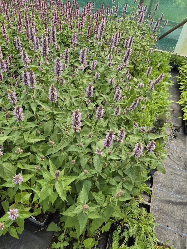 Agastache rugosa 'Beelicious Blue' Agastache rugosa 'Beelicious Blue'