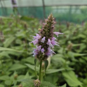 Agastache rugosa 'Beelicious Blue'