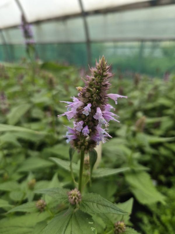 Agastache rugosa 'Beelicious Blue'2 Agastache rugosa 'Beelicious Blue'