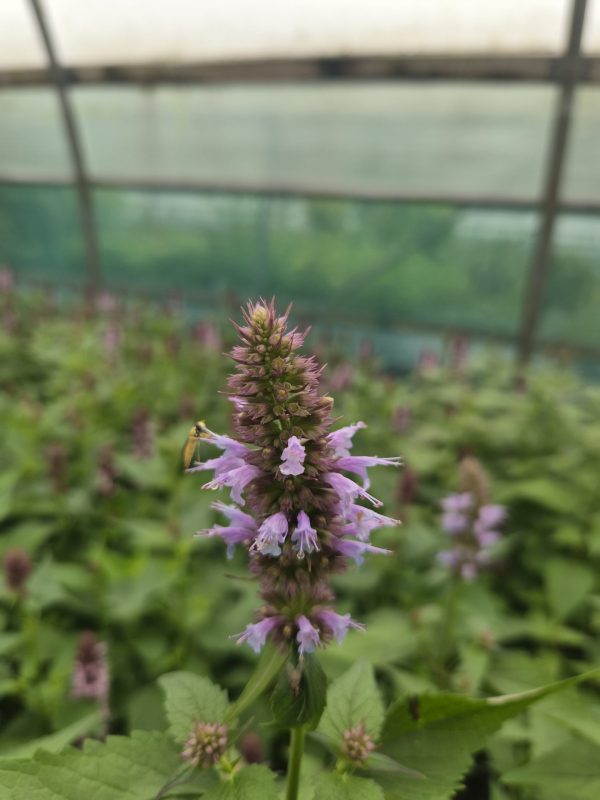 Agastache rugosa 'Beelicious Blue'3 Agastache rugosa 'Beelicious Blue'