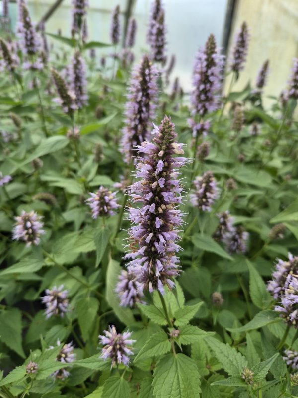 Agastache rugosa 'Beelicious Blue'4 Agastache rugosa 'Beelicious Blue'