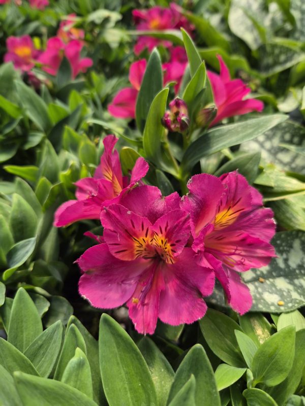 Alstroemeria Incalys Cherry (Incalys Series)3 Alstroemeria Incalys Cherry