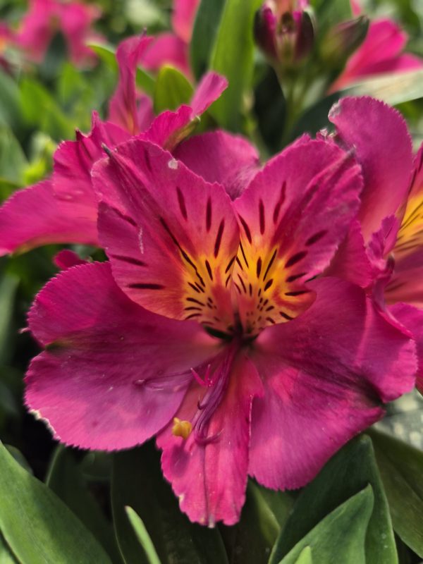 Alstroemeria Incalys Cherry (Incalys Series)4 Alstroemeria Incalys Cherry