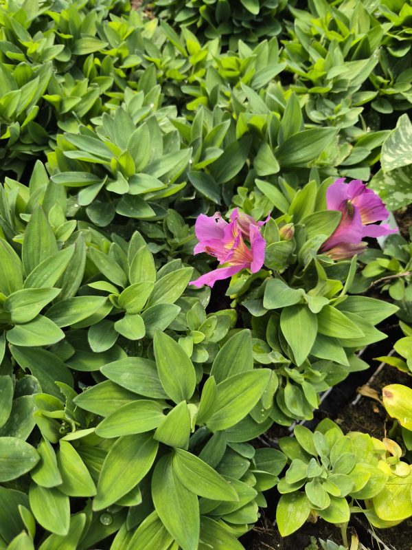Alstroemeria Incalys Purple