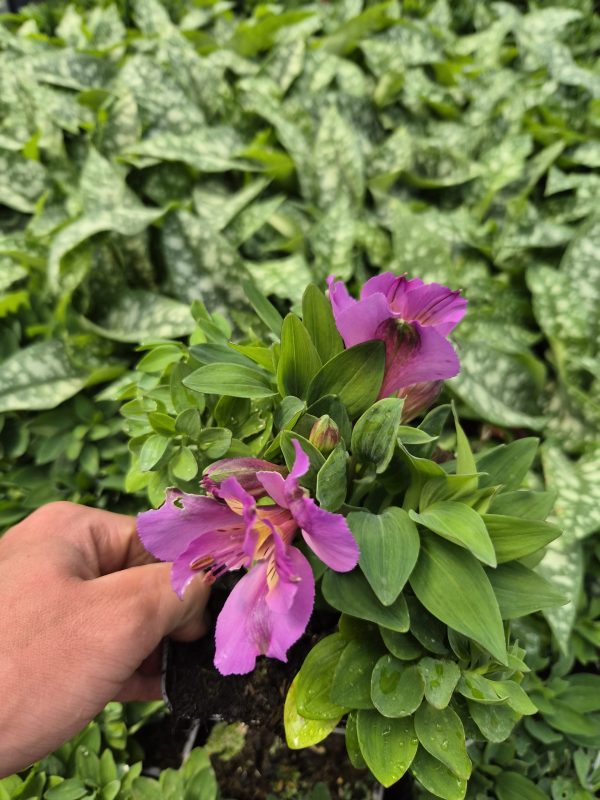 Alstroemeria Incalys Purple