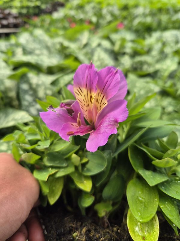 Alstroemeria Incalys Purple
