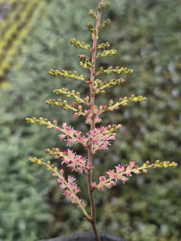 Astilbe 'Hennie Graafland' (simplicifolia hybrid) Astilbe 'Hennie Graafland'