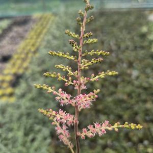 Astilbe 'Hennie Graafland'