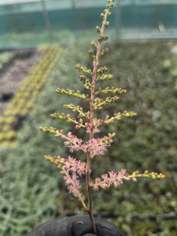 Astilbe 'Hennie Graafland' (simplicifolia hybrid) 2 Astilbe 'Hennie Graafland'