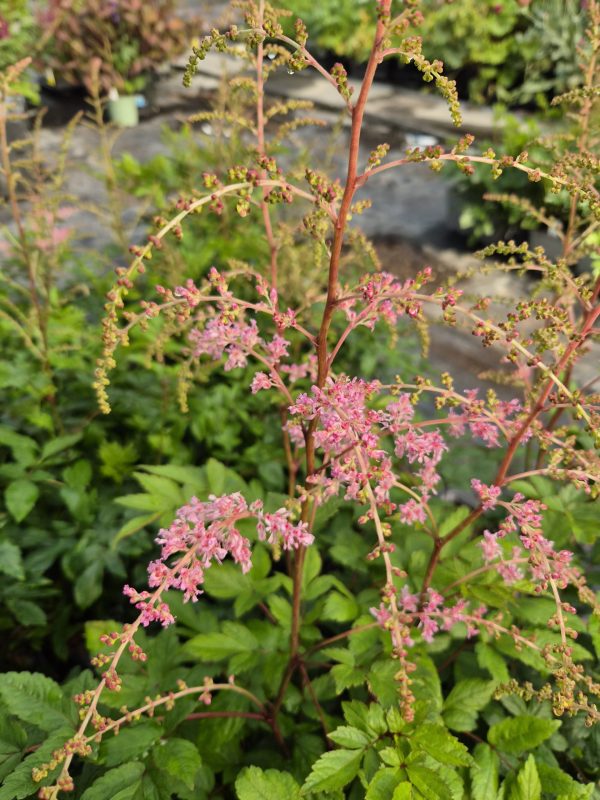 Astilbe 'Hennie Graafland' (simplicifolia hybrid) 4 Astilbe 'Hennie Graafland'