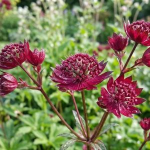 Astrantia 'Red Button'