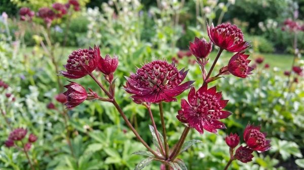 Astrantia 'Red Button'