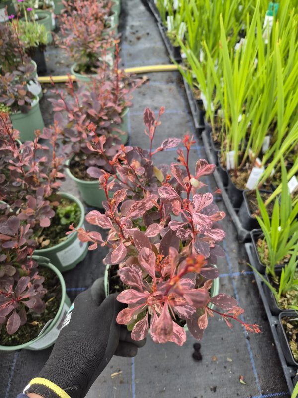 Berberis thunbergii f. atropurpurea 'Rose Glow'