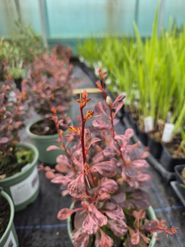 Berberis thunbergii f. atropurpurea 'Rose Glow'