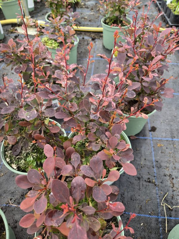 Berberis thunbergii f. atropurpurea 'Rose Glow'