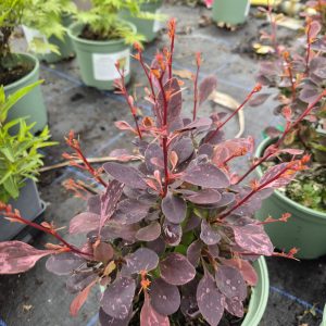 Berberis thunbergii f. atropurpurea 'Rose Glow'