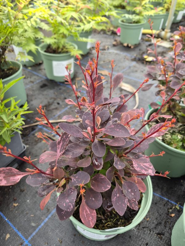 Berberis thunbergii f. atropurpurea 'Rose Glow'