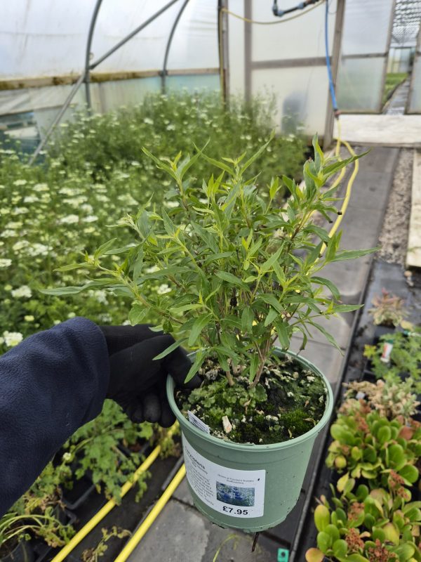 Caryopteris × clandonensis 'Heavenly Blue'