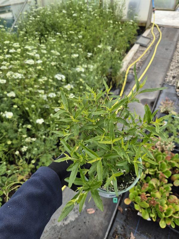 Caryopteris × clandonensis 'Heavenly Blue'