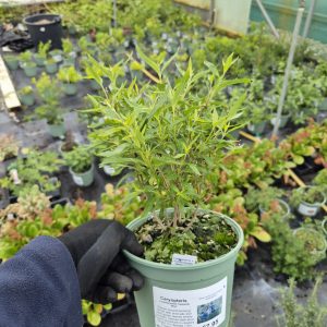 Caryopteris × clandonensis 'Heavenly Blue'