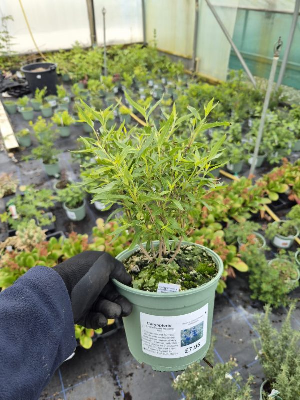Caryopteris × clandonensis 'Heavenly Blue'