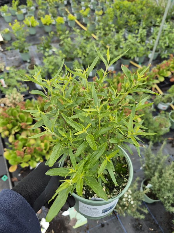 Caryopteris × clandonensis 'Heavenly Blue'