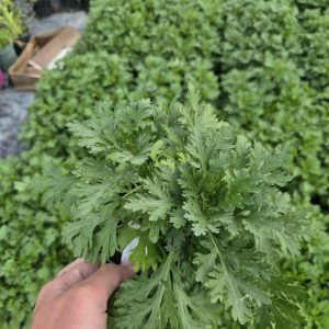 Chrysanthemum 'Clara Curtis'