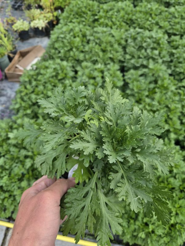 Chrysanthemum 'Clara Curtis' Chrysanthemum 'Clara Curtis'