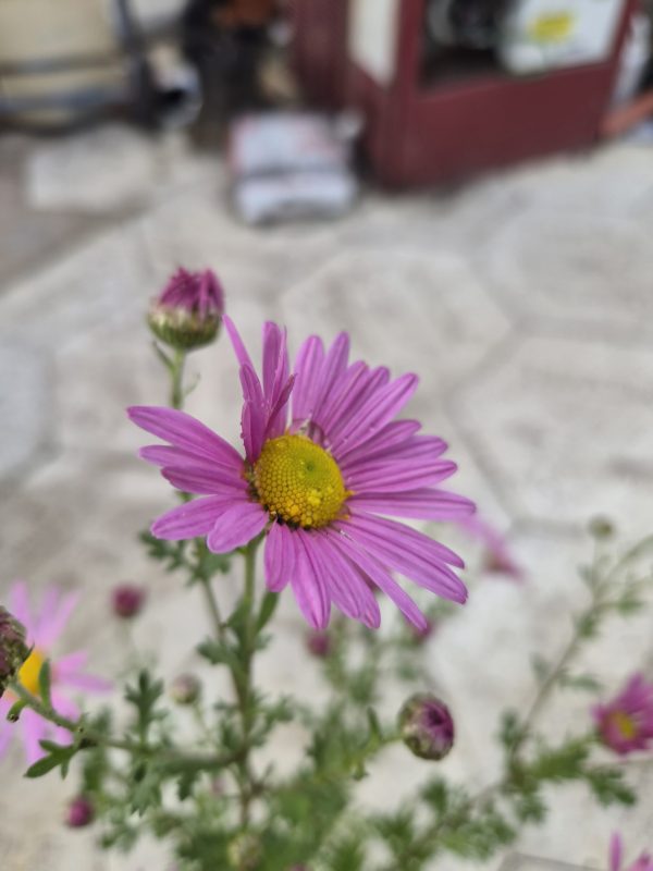 Chrysanthemum ‘Clara Curtis’