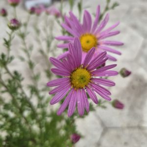 Chrysanthemum ‘Clara Curtis’