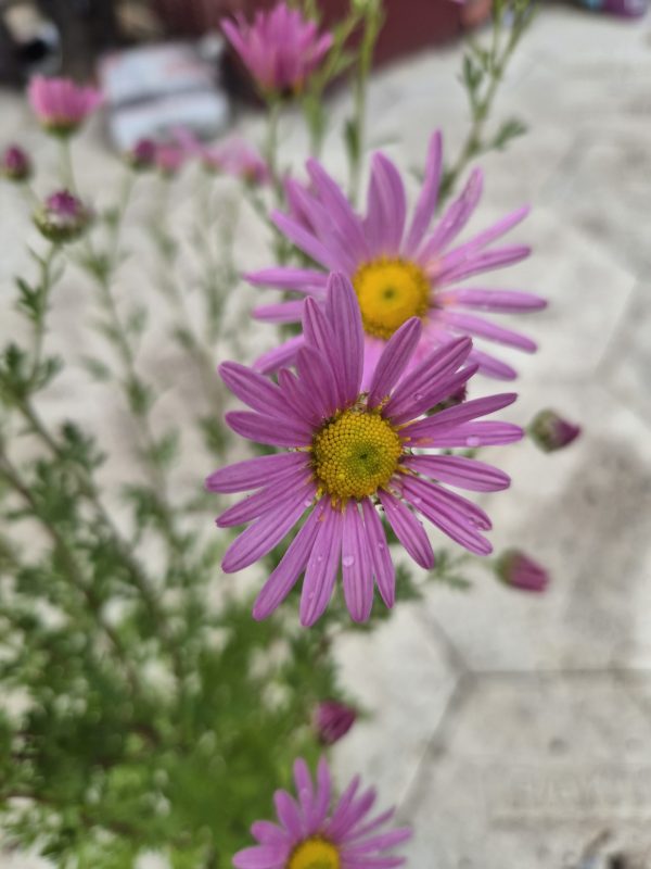 Chrysanthemum ‘Clara Curtis’