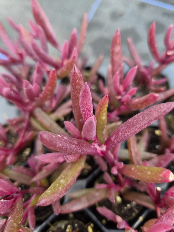 Delosperma 'Desert Dancers Purple' Delosperma 'Desert Dancers Purple'