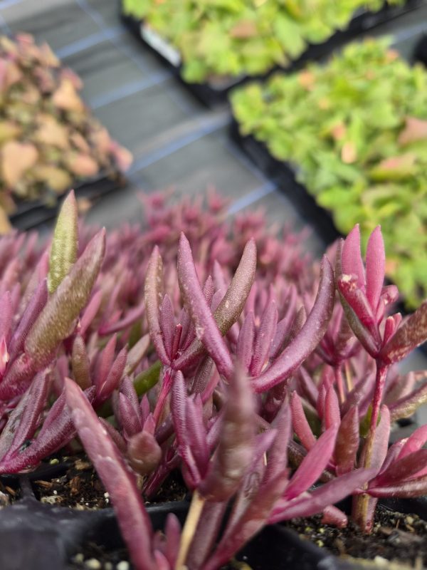 Delosperma 'Desert Dancers Purple'2 Delosperma 'Desert Dancers Purple'